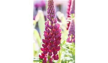 Gartenbaumschule Becker