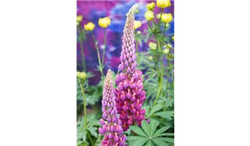 Gartenbaumschule Becker