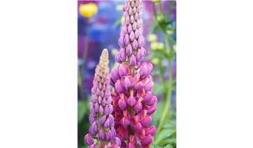 Gartenbaumschule Becker