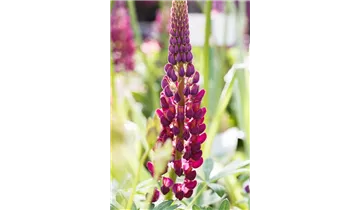 Gartenbaumschule Becker