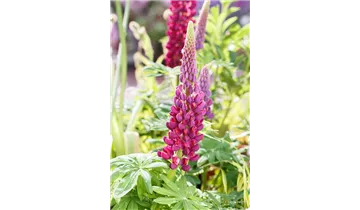 Gartenbaumschule Becker