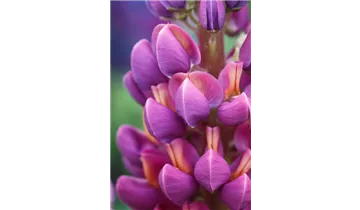 Gartenbaumschule Becker