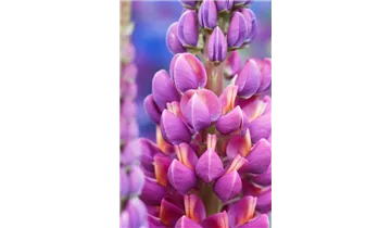 Gartenbaumschule Becker