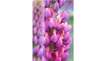 Gartenbaumschule Becker