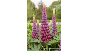 Gartenbaumschule Becker