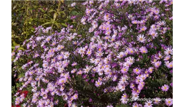 Gartenbaumschule Becker
