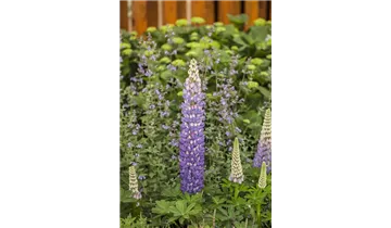 Gartenbaumschule Becker