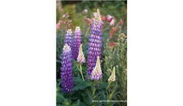 Gartenbaumschule Becker