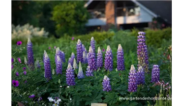 Gartenbaumschule Becker
