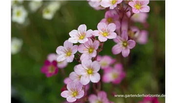Gartenbaumschule Becker