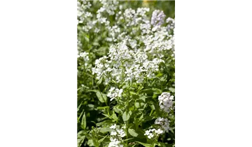 Gartenbaumschule Becker