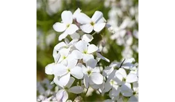 Gartenbaumschule Becker