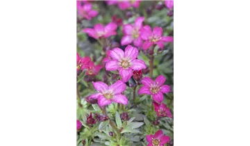 Gartenbaumschule Becker