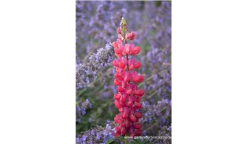 Gartenbaumschule Becker