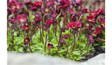 Gartenbaumschule Becker