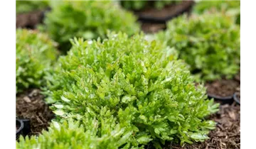 Gartenbaumschule Becker