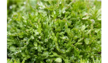 Gartenbaumschule Becker