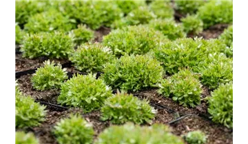 Gartenbaumschule Becker