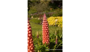 Gartenbaumschule Becker