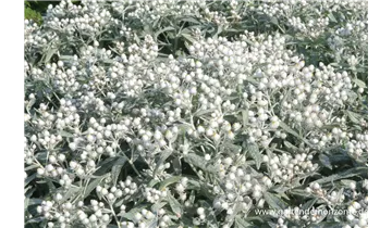 Gartenbaumschule Becker