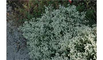 Gartenbaumschule Becker