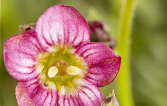 Garten-Moos-Steinbrech 'Rosenzwerg'