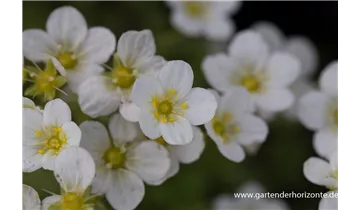 Gartenbaumschule Becker