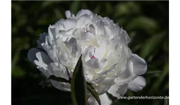 Gartenbaumschule Becker