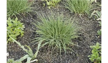 Gartenbaumschule Becker