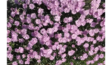 Gartenbaumschule Becker