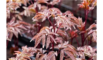 Gartenbaumschule Becker