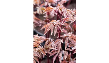 Gartenbaumschule Becker