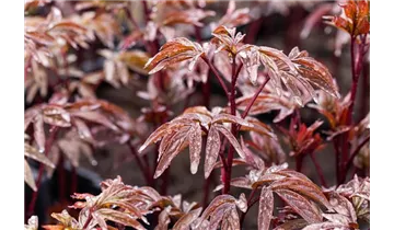 Gartenbaumschule Becker