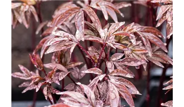 Gartenbaumschule Becker