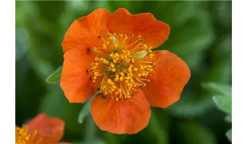 Gartenbaumschule Becker