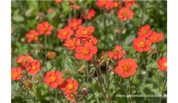 Gartenbaumschule Becker