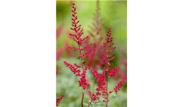 Gartenbaumschule Becker