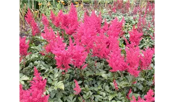 Gartenbaumschule Becker