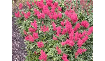 Gartenbaumschule Becker