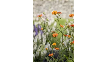 Gartenbaumschule Becker