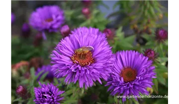 Gartenbaumschule Becker
