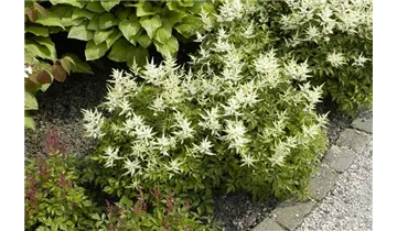 Gartenbaumschule Becker