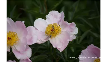 Gartenbaumschule Becker