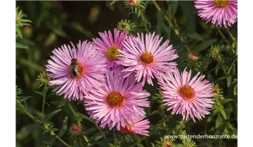 Gartenbaumschule Becker