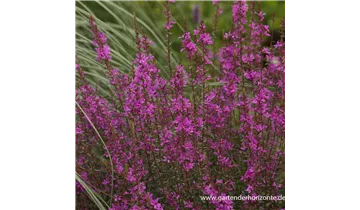 Gartenbaumschule Becker