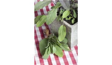 Gartenbaumschule Becker