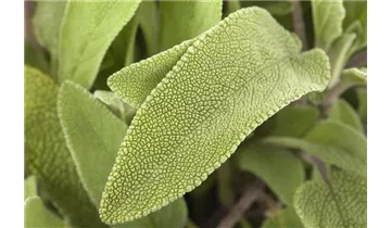 Gartenbaumschule Becker