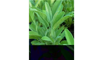 Gartenbaumschule Becker