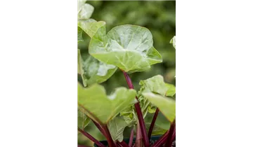 Gartenbaumschule Becker