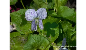 Gartenbaumschule Becker